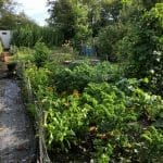South Darley Allotments