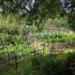 South Darley Allotments