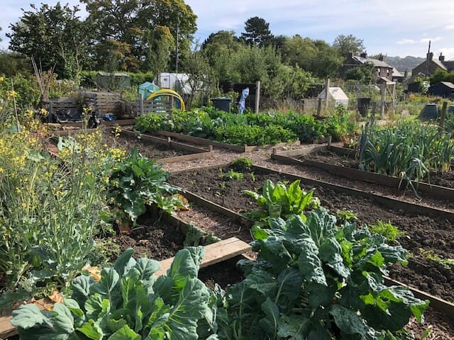 South Darley allotments