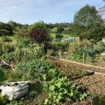 South Darley allotments